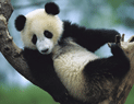 Giant Panda