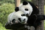 Giant Pandas