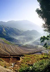 Longji Terraced Fields