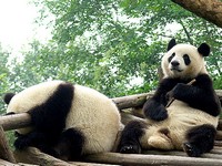 Chengdu