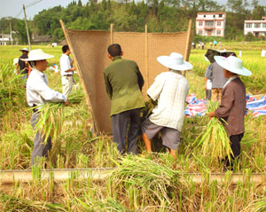 Harvesting Countryside