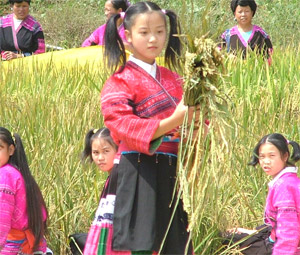 Harvesting Countryside