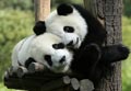 Cuddly Giant Pandas