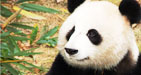 Giant panda, panda bear,china panda