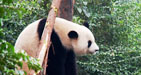 giant pandas, panda travel, panda bears