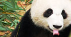 panda picture, panda photo, panda