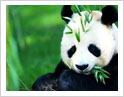 Total Panda Experience Tour  