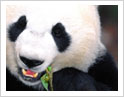 Panda Keeper and Chengdu Highlights Tour  