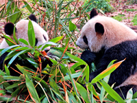 Giant Panda in Sichuan, China