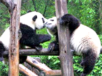 Giant Panda in Sichuan, China