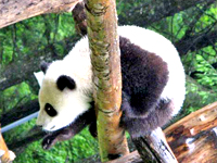Giant Panda in Sichuan, China