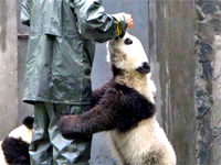 Giant Panda in Sichuan, China