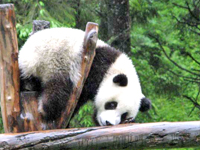 Giant Panda in Sichuan, China