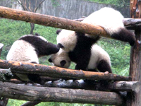 Giant Panda in Sichuan, China
