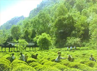 Ancient tea garden at Mountain Mengding