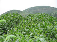 Tea garden in Pu'er