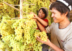 Turpan Harvest