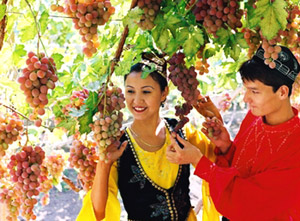 Turpan Harvest