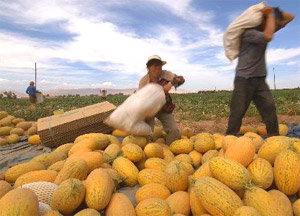 Turpan Harvest