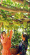 Turpan - Harvest Fall 