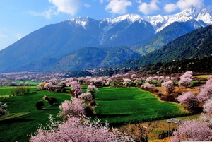 Nyingchi in Spring, Tibet Nyingchi in Spring, Tibet