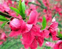 peach blossoms