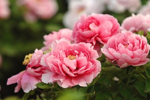 Peony in Spring, Luoyang Peony in Spring, Luoyang