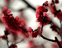 Plum blossoms