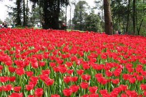 Tulips in Spring, Chengdu Tulips in Spring, Chengdu