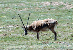 The Tibetan Antelope