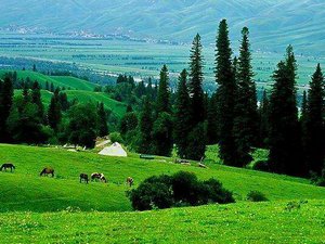 Urumqi Mt.Nan Pasture