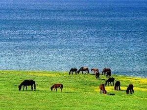 Urumqi South Pasture