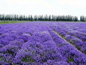 Huocheng County Lavendar Planting Base