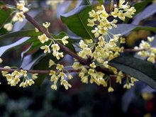 Some cities in South China like Guilin are shrouded in the fragrance of osmanthus flowers in August.