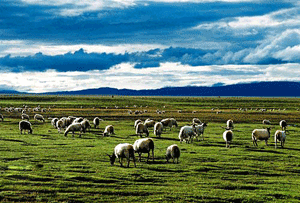 Grassland in Tibet