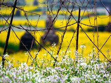 March is a good month to see flowers in China