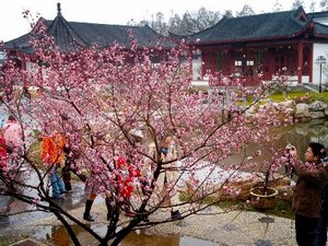 Plum Blossom Festival in East Lake Park