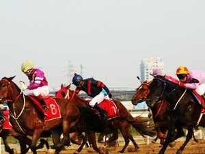 International Horse Racing Festival