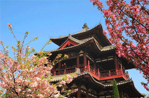 Cherry blossoms around Qinglong Temple