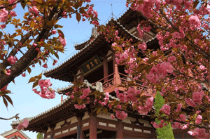 Cherry blossoms around Qinglong Temple