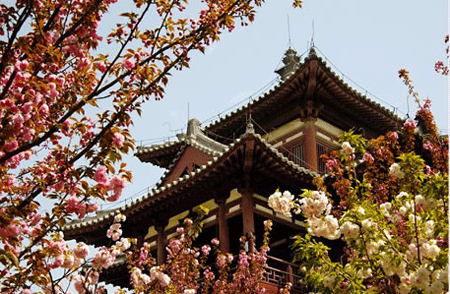 Cherry blossom in Qinglong Temple in Xi'an