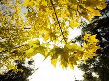 Autumn Scenery in Xi'an