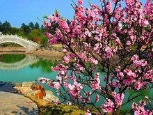 Zhangjiajie beautiful scenery in spring