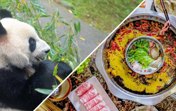 Half-Day Chengdu Pandas and Hot Pot Tour