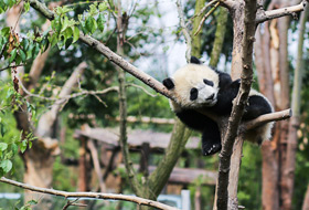 Chengdu Day Tours