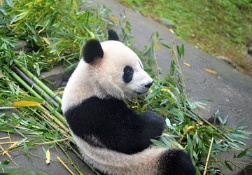 Visit Pandas in Chengdu
