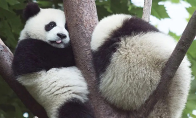 Wolong In-Depth Panda Tour