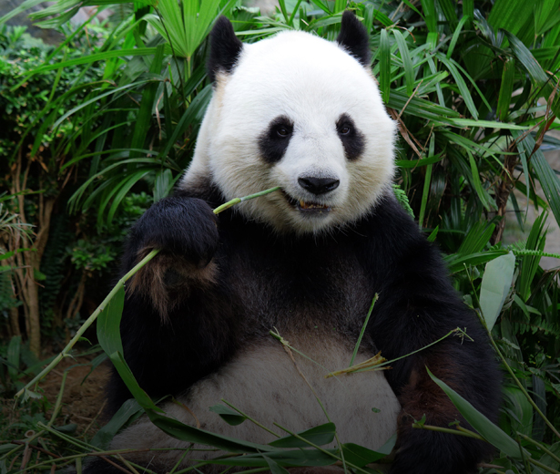 the giant panda