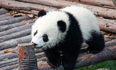 baby panda