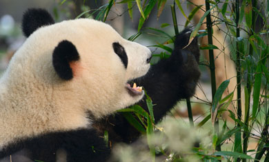 panda